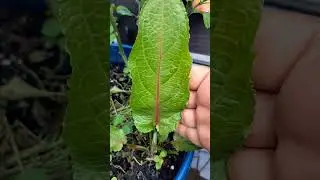 Acedera (Rumex sanguineus)