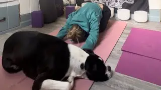 💛🌻Spring Yoga Flow🌷🤍
