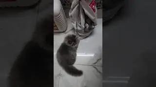 #cat #cats #catvideos #funny #viral #shorts #viralvideo #viralshorts #fun