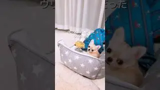 ウリ坊みたいなパピー時代🐗🍼 #shorts #チワワ #癒し #子犬
