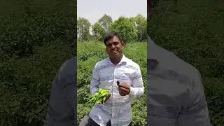 Bayer Seminis Chilli Variety uttal
