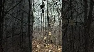 Funny monkeys climbing trees, how high can they go without falling. Watch till the end to see