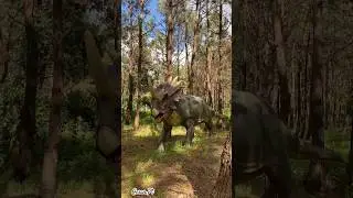 Triceratops @dinoparquelourinha9481 #triceratops #dinosaur #parquedosdinossauros
