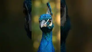 Beautiful Peacock dance  | ultra 4k           #animal #peacock  #wildlife #wild #birds #4k