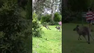 Catch me if you can !! # #wildlife #australianwildlife #kangaroo #travel #australia