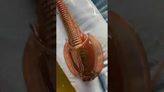Big Tadpole shrimps