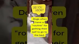 dogs sleeping funny | facts #shorts #viralvideo #shortvideo