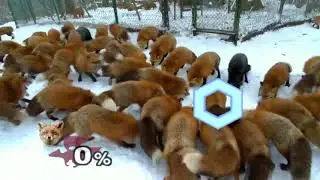 Melee Fox in a nuttshell