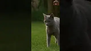 🤩 Do Cats Eat Mice? The Ultimate Predator-Prey Dynamic 🐭🐱