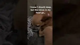 I know I should sleep, but the voices in my head go... ￼