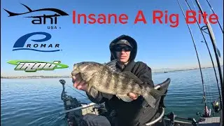 Insane A Rig Bite At Huntington Harbor 