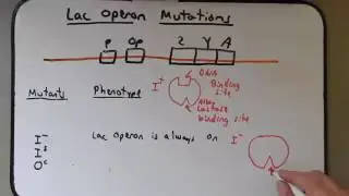 Gene Regulation lac operon mutations