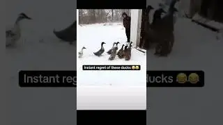 DUCKS CHANGING THEIR MIND 🤣🤣 #animalfacts #animals #wildlife #funny #funnyanimals #fun #duck #snow