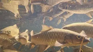 &lsquo;Most Hated Fish in America&rsquo; Gets New Name