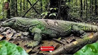 Korowai Tribe vs Giant Lizard &mdash; How Humans Survive the Jungle&rsquo;s Deadliest Predator