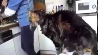 Gatos Fail Compilacion 2013