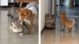 The Right Way to Introduce a New Cat to Your Dog