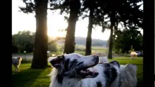 Double J Dog Ranch Inc.