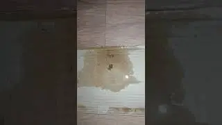 Silicate Experiment Video