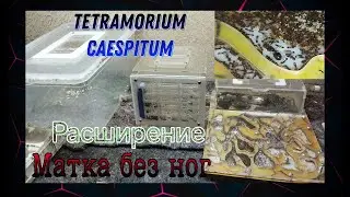 Расширение у муравьев tetramorium caespitum. Матка без трех ног спустя год. Переселение. AntGart