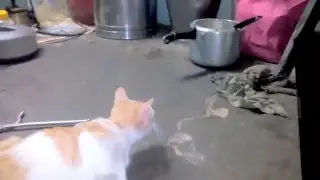 HUNT | RAT Vs CAT | Finally CAT catches her prey