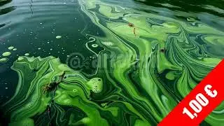 Emerald Algae Swirls on Lake &ndash; Eutrophication Visual | HD Stock Footage