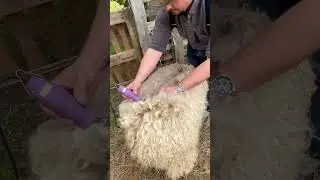 Shearing the Angora goats #sheepfarming #mohair #angoragoats #fiberfarm