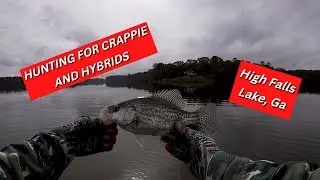Hunting for CRAPPIE and HYBRIDS - HIGH FALLS LAKE, GA