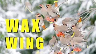 BOHEMIAN WAXWING flock of birds in winter