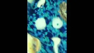 Movefish