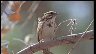 Song Sparrow Bird Song Video Nature Sounds