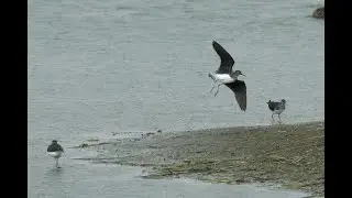 Green Sandpiper, Parc du Marquenterre, Somme, France, 30/8/25