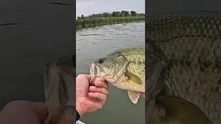 Cayuga LMB! #shorts #fishing #bassfishing #cayuga #fingerlakes #fish #bass #largemouthbass