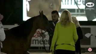 N 12 BFS SHEHANA   Bahrain National A H  Show 2022   Yearling Fillies Class 1B