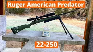 Ruger American Predator 22-250 | Perfect Coyote Set Up