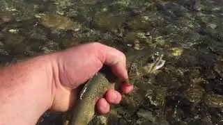 Tenkara en Ubaye & Ubayette