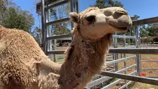 VERY SICK CAMELS: Big Head (Osteo Dystrophy) In Camels