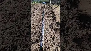 Sowing the overwintering pea Meteor #peas #sowing #overwintering