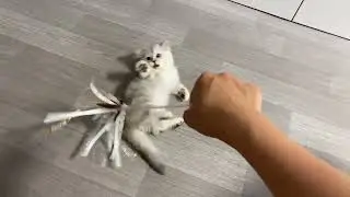 Mochi playtime part 4 #shorts #funnypets #cat #dog #pet #funny #lovely #寵物 #可愛 #貓 #狗 #萌寵
