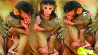 Adorable Wildlife, Mommy Monkey Hugs Baby Carefully