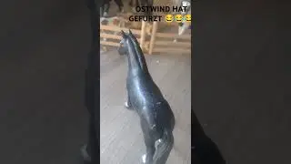 #ostwind#funny#hoRse