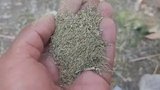 How To Grow Fennel 🌿Seeds | Saunf Farming | Garden .#organic #shorts #saunf #fennel #fennelseeds