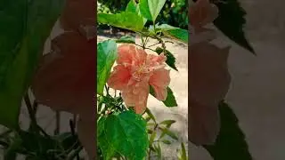 Peach Double Hibiscus (Gumamela)