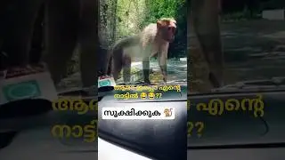 🚗 🐒