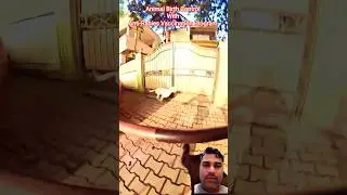 Village Dog Catching up#dogwithpublicsafety #dog #ytviral #ytshorts #vlog #dogs #pets #animals