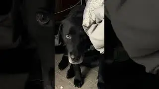 Тень умоляет няню не уходить.