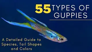 Different Types of Guppies Including Fancy Varieties