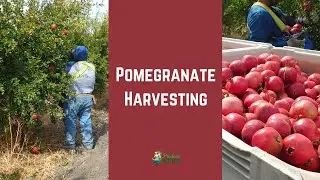 How Pomegranates are Harvested: Commercial Pomegranate Harvesting in California