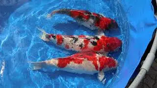 Koi Care Hoekschewaard Koi Hunt 2018 deel 6