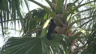More of the Great Tailed Grackle calling